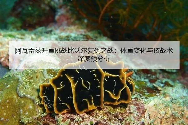 阿瓦雷兹升重挑战比沃尔复仇之战：体重变化与技战术深度预分析